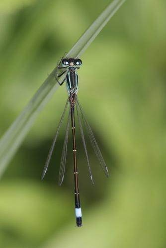 Réf. 219 177 : Ischnura elegans